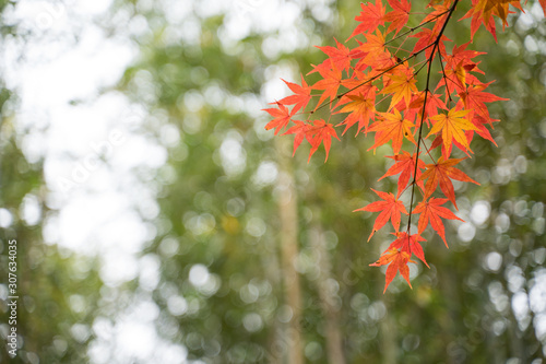 紅葉 嵐山 Autumn leaves Arashiyama