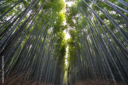 Fototapeta Naklejka Na Ścianę i Meble -  竹林　嵐山　 Bomboo forest　Arashiyama