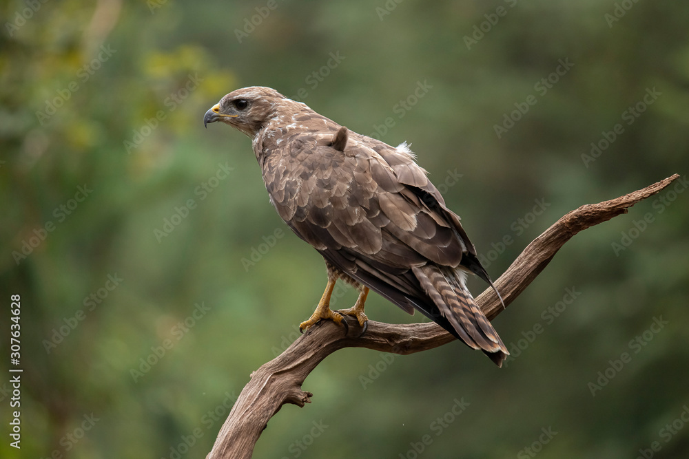 Buzzard, Common Buzzard. Buteo buteo Buzzard, Common Buzzard. Buteo buteo