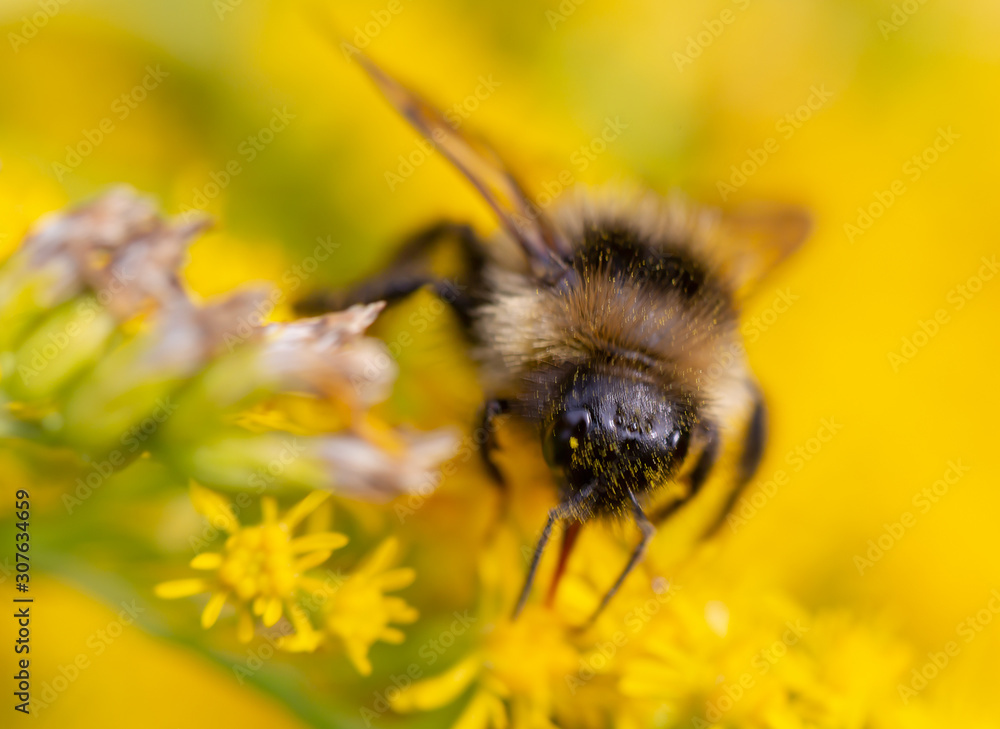 bee on yellow flower
