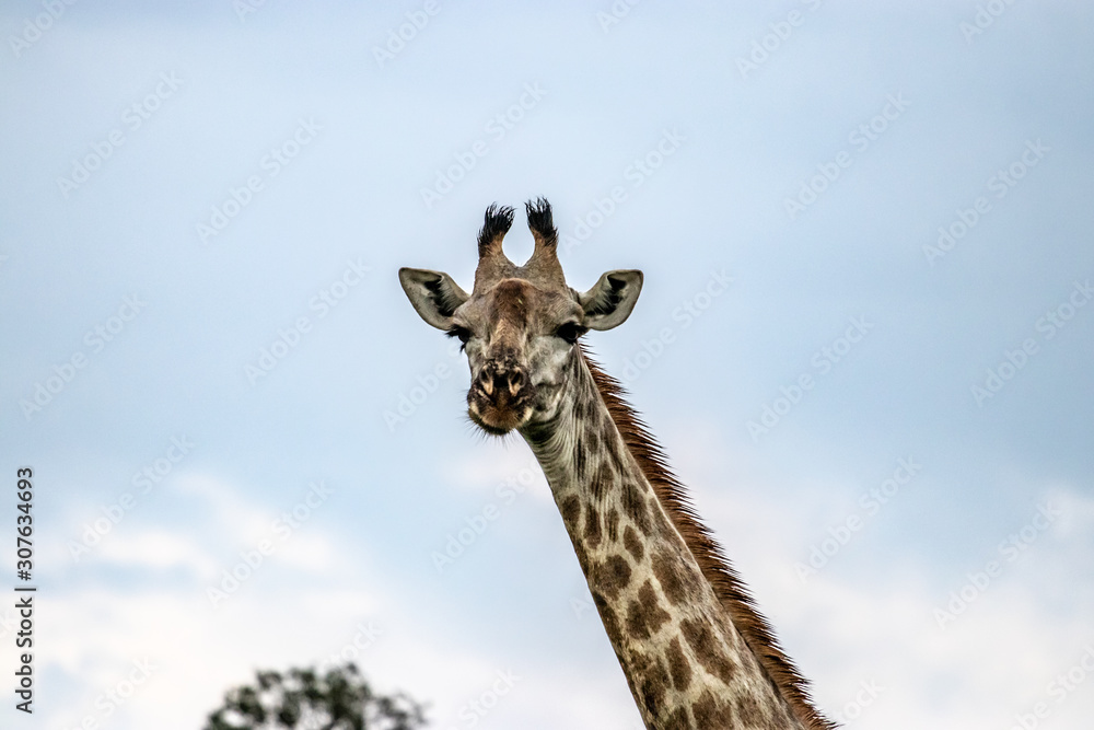 Obraz premium Giraffe in the bush