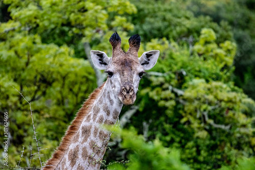 Photography Giraffe in the bush