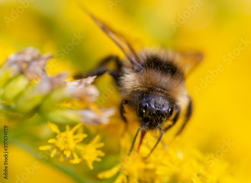 bee on yellow flower © PLATITSIN BORIS