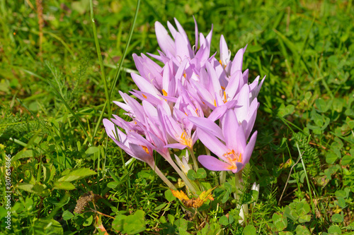  Herbstzeitlose oder Herbst-Zeitlose (Colchicum autumnale)  photo