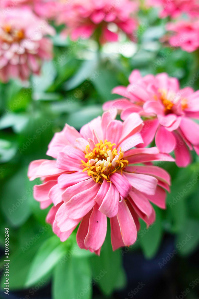 Fototapeta premium Pink Zinnia elegans flower in the field.