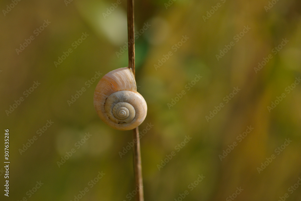 Gehäuseschnecke an einem Schilfhalm Gehäuseschnecke an einem Schilfhalm