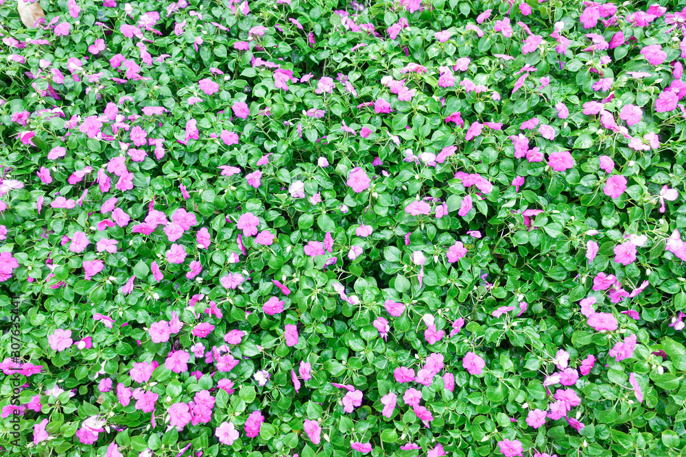 Bright pink impatiens hawkeri flowers