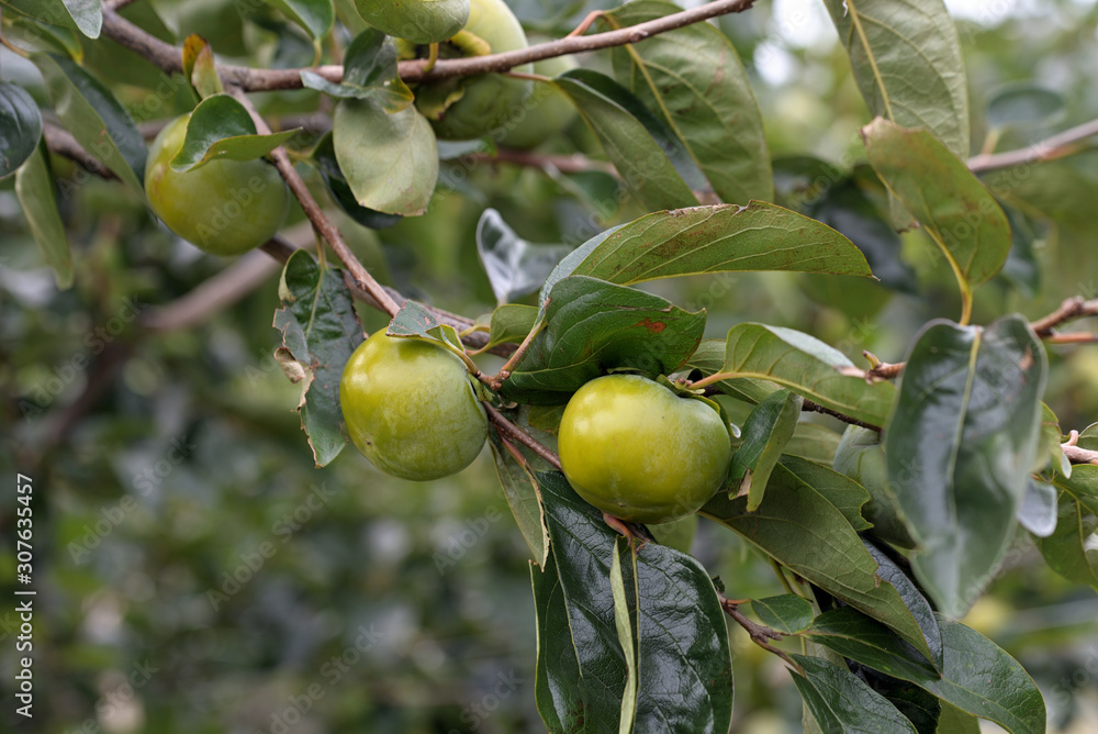 Young fruits of persimmon, on the branch