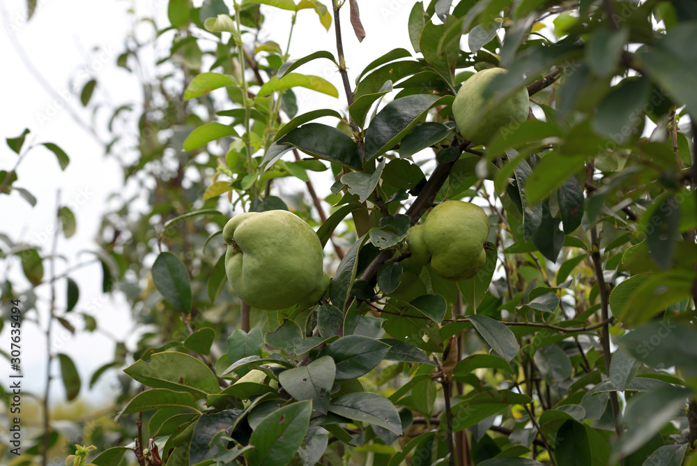 Young fruits of chinese quince, on the branch