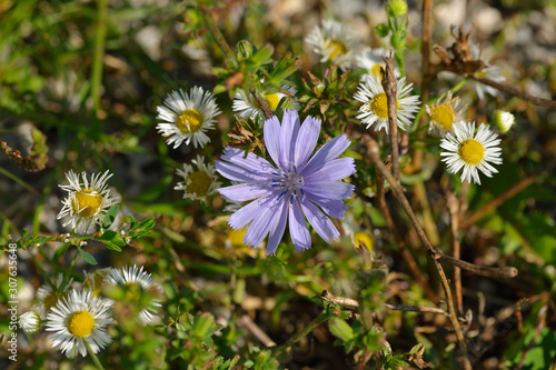 Gewöhnliche Wegwarte (Cichorium intybus)