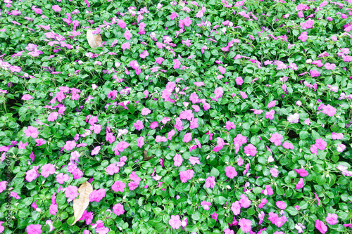 Bright pink impatiens hawkeri flowers