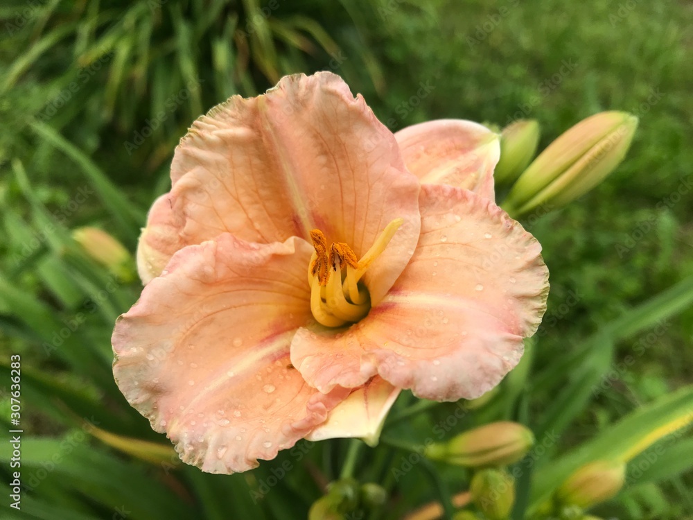 Garden Lily peach color with rounded petals with raindrops on a background of buds and green grass. Close-up photo from a mobile phone in natural light on a cloudy day. 