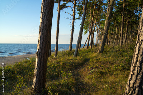 Fototapeta Naklejka Na Ścianę i Meble -  A pine forest near the beach, Baltic sea, Latvia