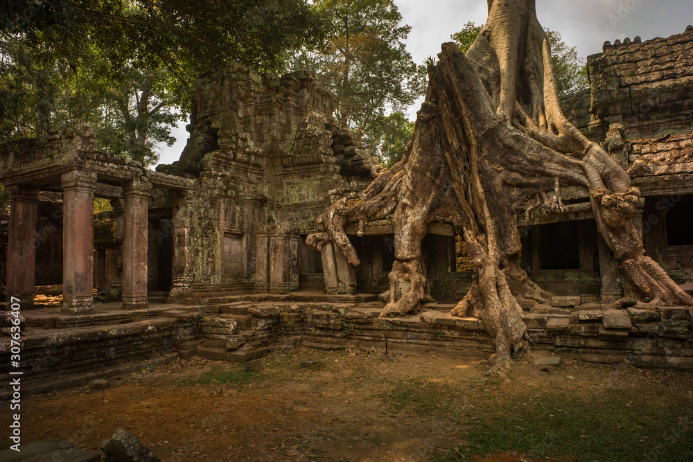 Ancient tree covering the temple ruins in Angkor Vat Cambodia