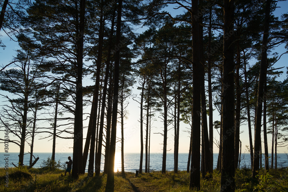 Fototapeta premium A pine forest near the beach, Baltic sea, Latvia