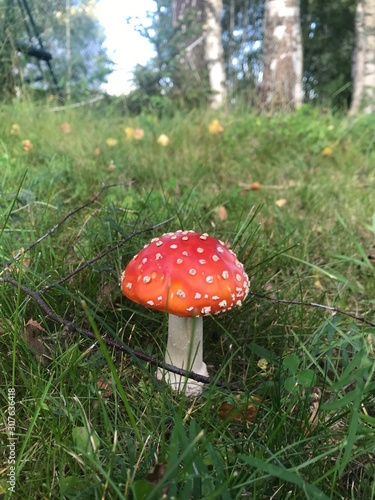 Beautiful bright young fly agaric in the green grass on the background of the forest. Photo from a mobile phone in natural daylight. 