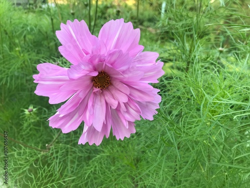 Terry pink flower cosmea on the background of green grass in the left part of the composition. Close-up photo from a mobile phone in natural evening light. 