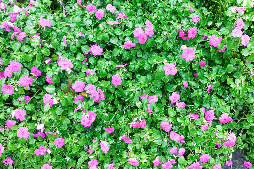 Bright pink impatiens hawkeri flowers