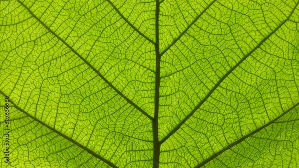 Cinemagraph of green leaf veins and cells motion Cinemagraph of green leaf veins and cells motion