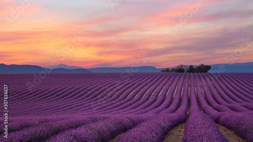 Cinemagraph of purple lavender field at sunset