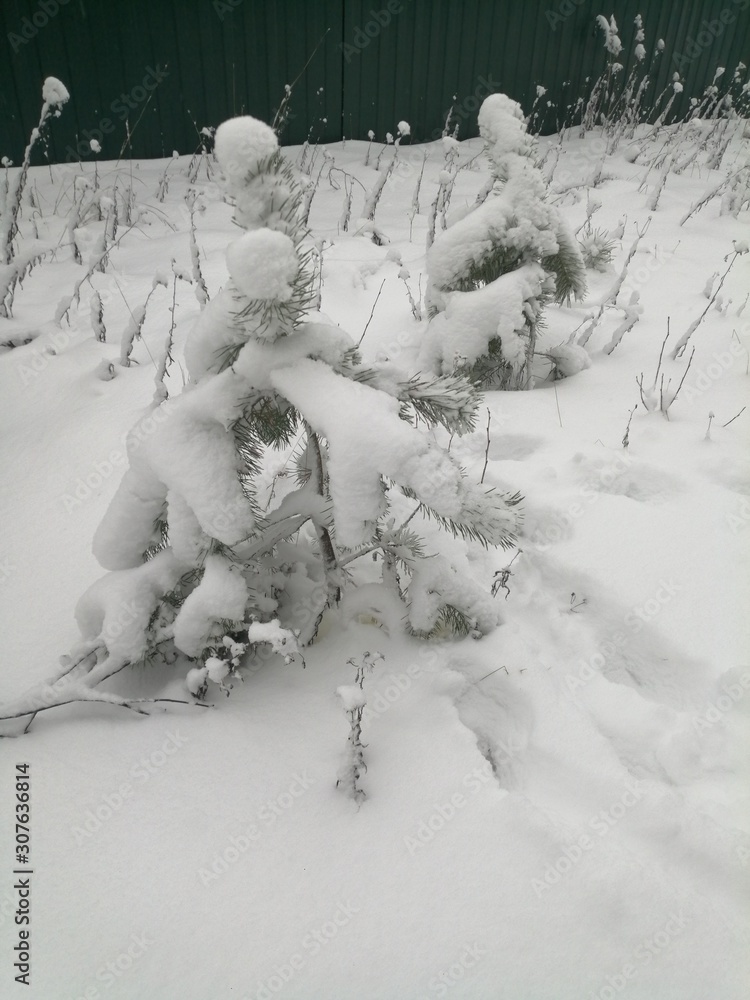 Fototapeta trees in snow