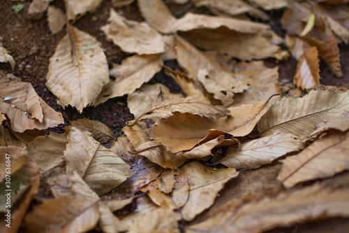 Texture or background of dry leaves by autumn on the field floor.