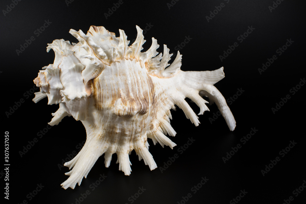Big sea shell on a black background Big sea shell on a black background