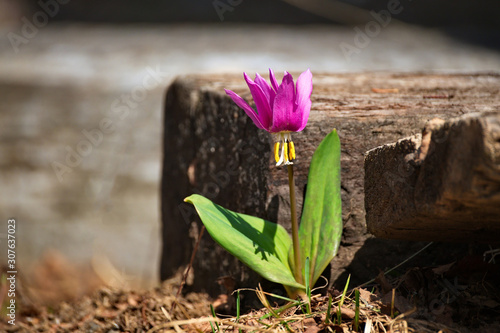 Russia. The Kuznetsk Alatau, the riverhead of the river Tom. Erythronium sibiricum photo