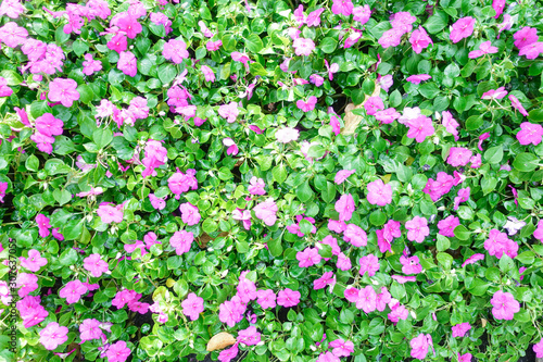 Bright pink impatiens hawkeri flowers photo