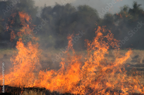 Wallpaper Mural The agricultural waste burning cause of smog and pollution Torontodigital.ca