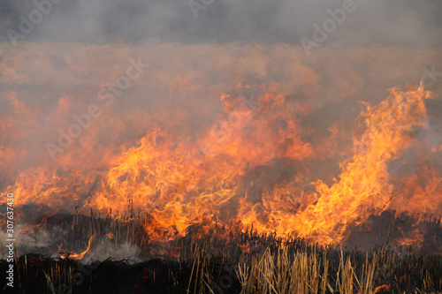 The agricultural waste burning cause of smog and pollution © somchai