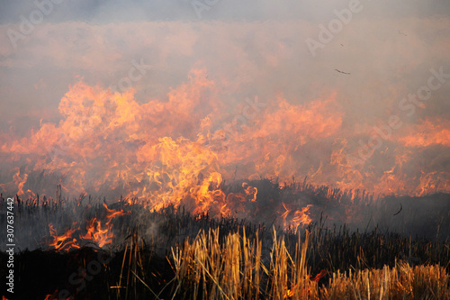 The agricultural waste burning cause of smog and pollution © somchai