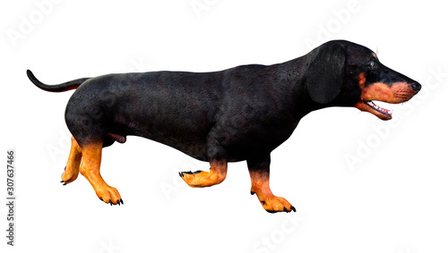 3D Rendering Dachshound on White