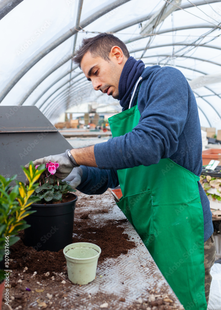 Gardener in a greenhouse transplant cyclamens for sale. Gardener in a greenhouse transplant cyclamens for sale.