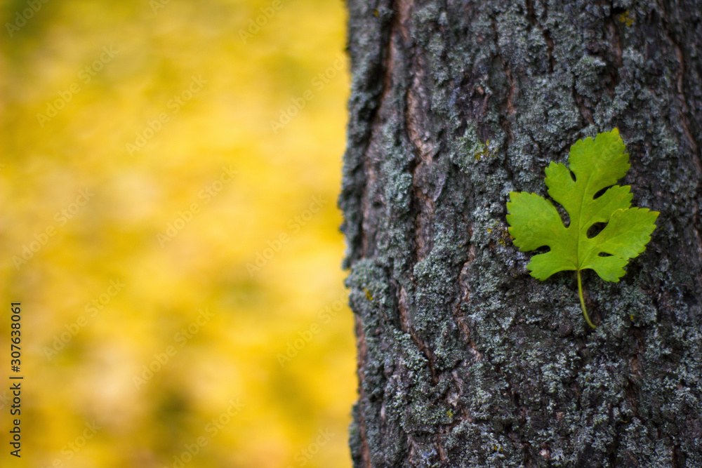 Beautiful leaf on tree trunk - nature, place for an inscription Beautiful leaf on tree trunk - nature, place for an inscription