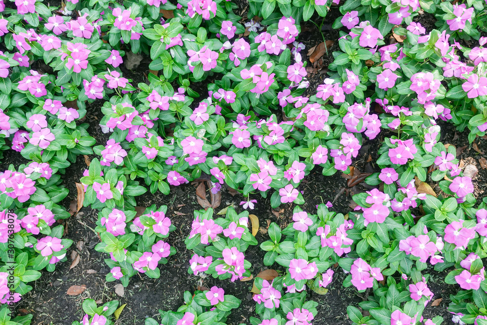 Bright pink impatiens hawkeri flowers