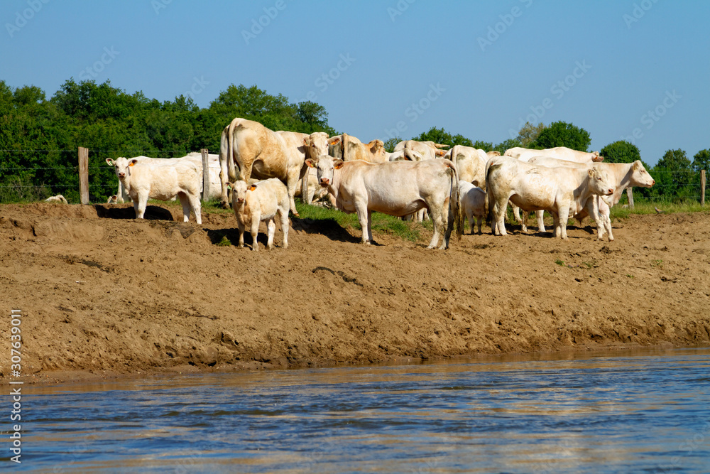 Cows on the banks of the Allier River, France