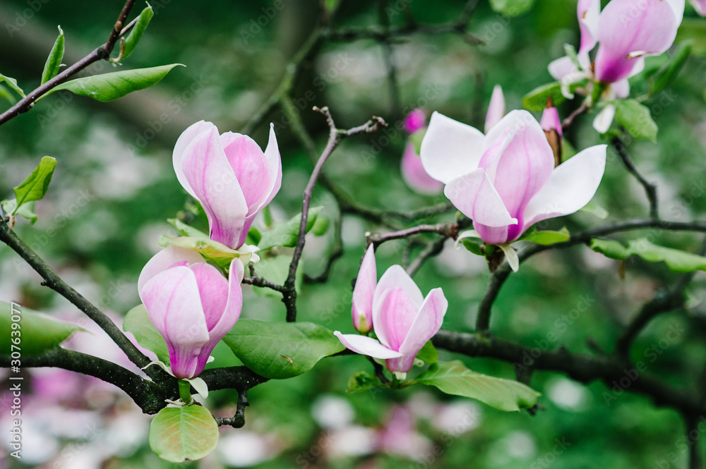 Pink Magnolia flowers with green leaves on a tree branch. Background, outdoor, nature. Magnolia bloom in the spring season. Close up.