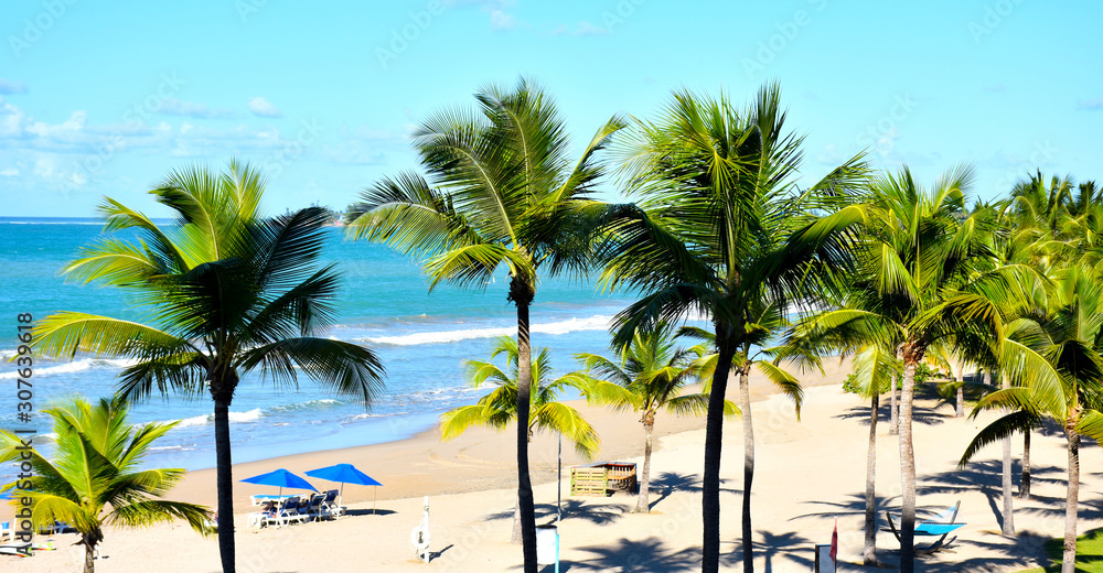 Tropical beach with palm trees Tropical beach with palm trees