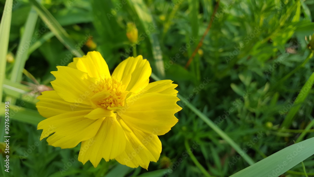 Cosmos caudatus flowers are beautiful yellow, grow in the wild. The image is suitable to be used as wallpaper or Graphic resource Cosmos caudatus flowers are beautiful yellow, grow in the wild. The image is suitable to be used as wallpaper or Graphic resource