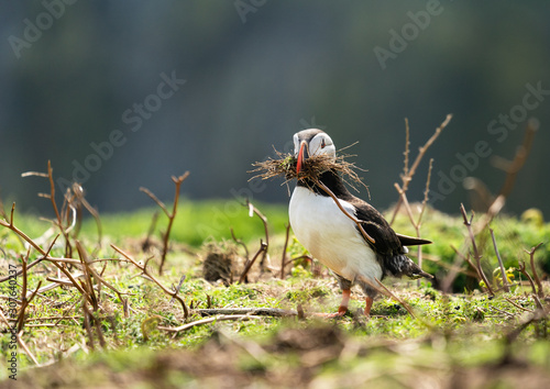 Puffin building nest.