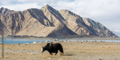 Panorama with black yak walking through the grasslands at Lake Karakul. In the backround a mountain range, belonging to the Pamir mountains. Wilderness along the Karakorum Highway (Xinjiang, China).