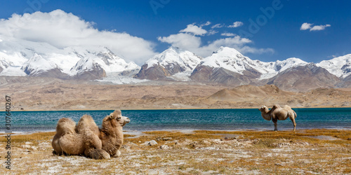 Panorama with two camels in front of Lake Karakol. One sitting, the other one standing. In the background the snow-capped Pamir mountains. Wilderness.