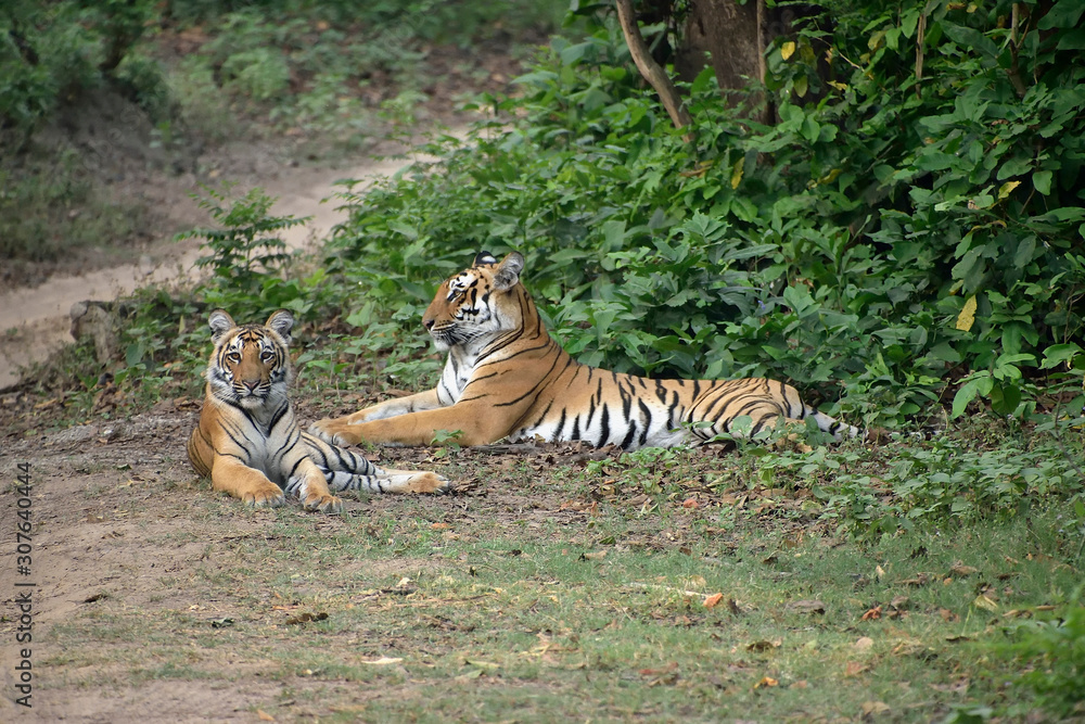 Jim Corbett national tiger reserve forest Jim Corbett national tiger reserve forest
