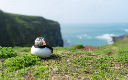 Puffin on cliff overlooking sea