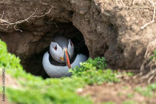 Puffin in burrow.