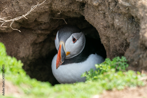 Naklejka Puffin in burrow.