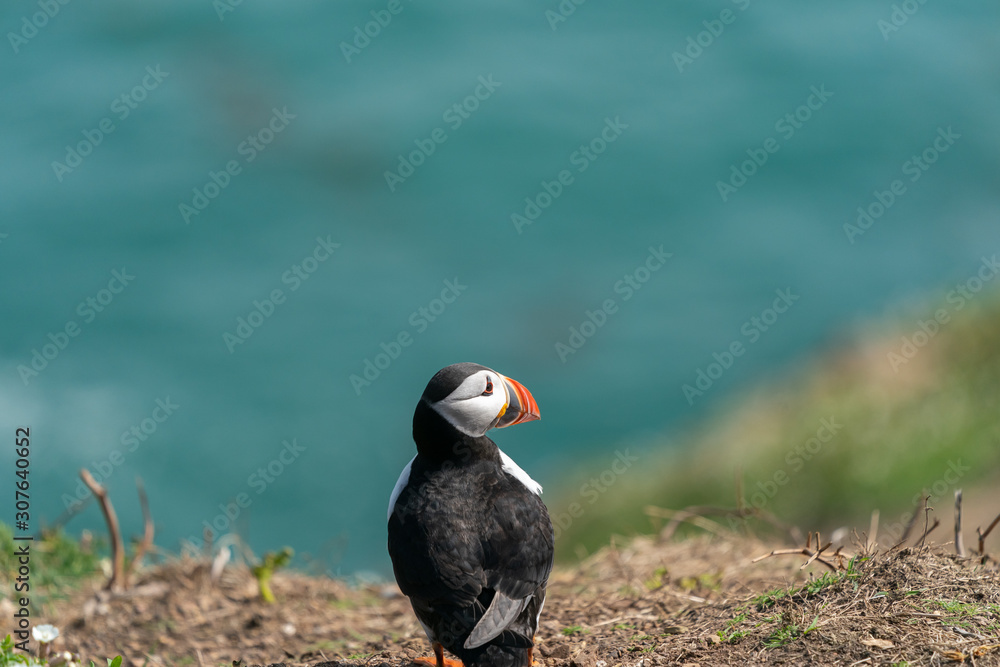 Fototapeta premium Puffin on cliff overlooking sea