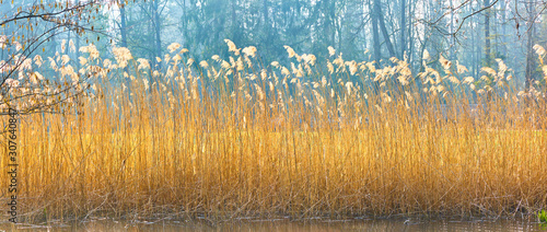 Beautiful reed grass on the lake shore