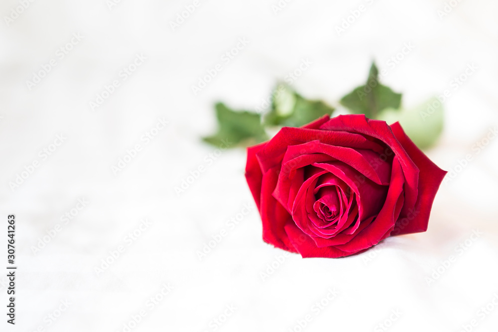 Beautiful red rose on white texture background, Valentine concept background, love and romance